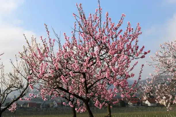 Almond blossom (Prunus dulcis)