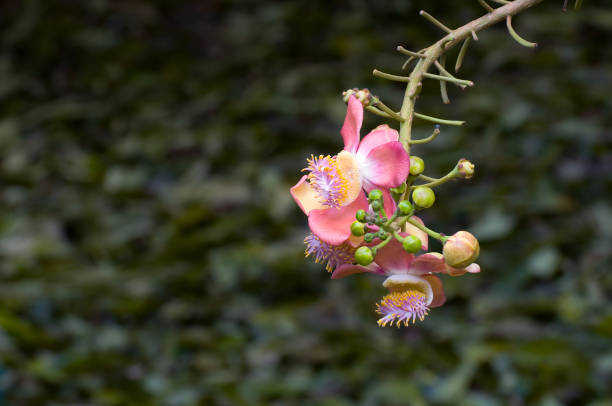 istock Nature at Singapore Botanic Garden 813865788