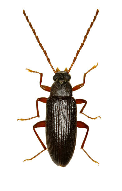 istock Comb-clawed Beetle Allecula on white Background  -  Allecula morio (Fabricius, 1787) 813867980