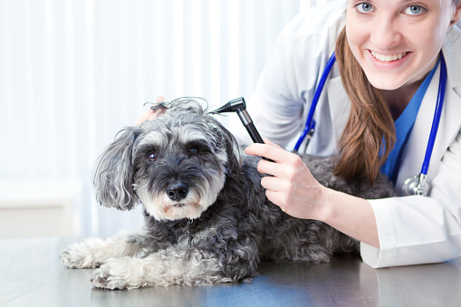 A caucasian woman veterinarian working with a dog in a veterinary animal clinic. She is using her otoscope checking the dog's function.