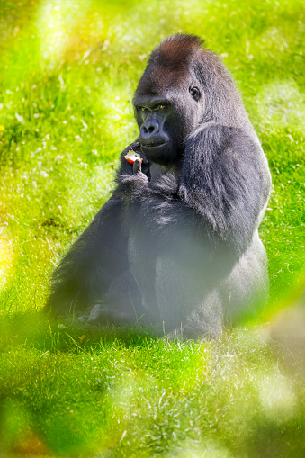 Western Lowland Gorilla sitting and eating an apple in rainforest