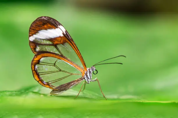Greta oto, Transparent winged butterfly resting on a green leaf disposing her eggs in a butterflies farm
