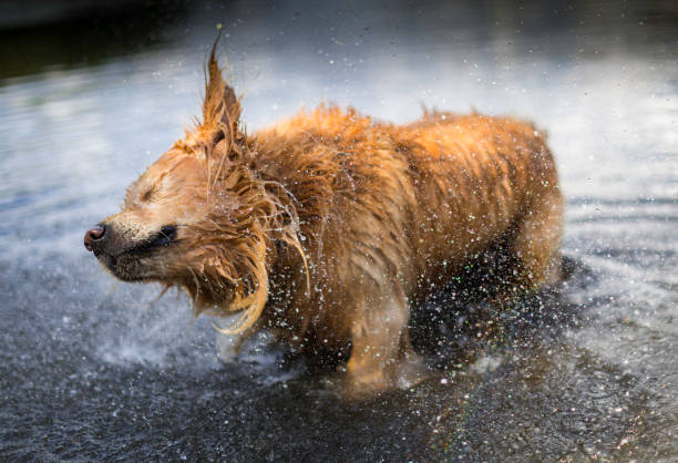 istock Golden Retriever Cooling Off In Water 813877624