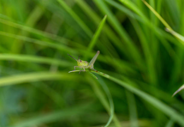 istock A green grasshopper on grass. Summer blur background. 813877758