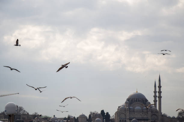 istock Seagulls in a sky with a mosque background 813887908