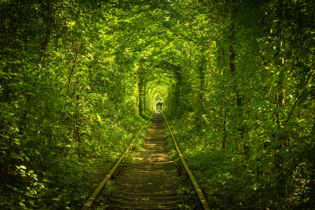 istock old forest and railway tunel of love 813889208