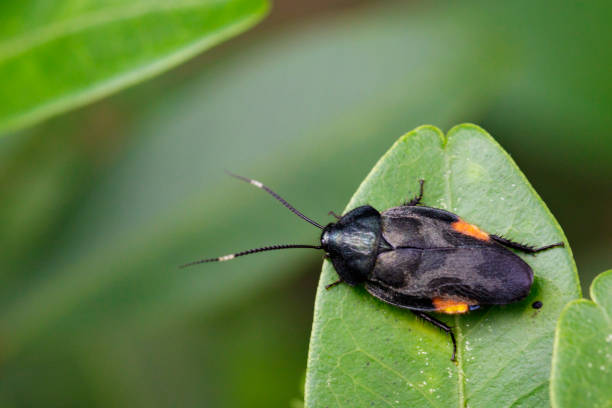 istock Image of Insect (Blattellidae) on a green leaf. Animal 813910048