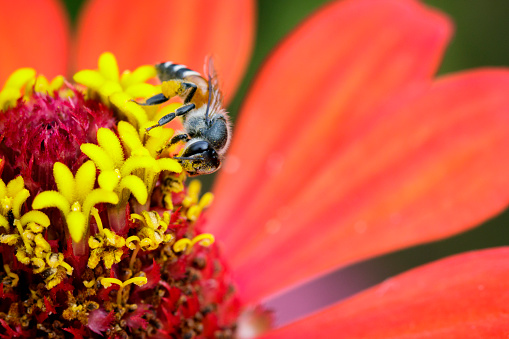 Image of bee on pollen. Insect Animal