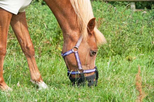 pony con un bozal de pastoreo - bozal fotografías e imágenes de stock