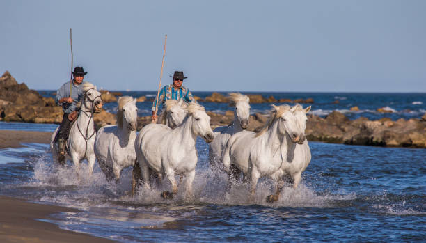 Rider on the horse graze Camargue horses along the sea beach in the Parc Regional de Camargue - Provence, France stock photo