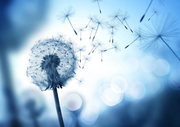 Dandelion seeds blowing in the wind stock photo