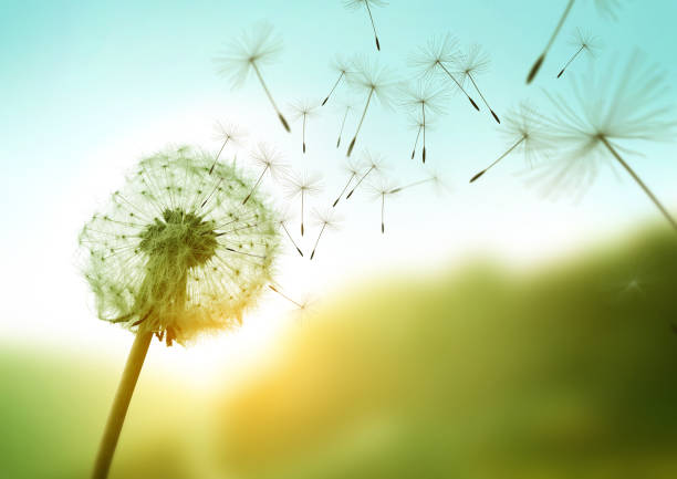 semillas de diente de león soplando en el viento - soplar fotografías e imágenes de stock