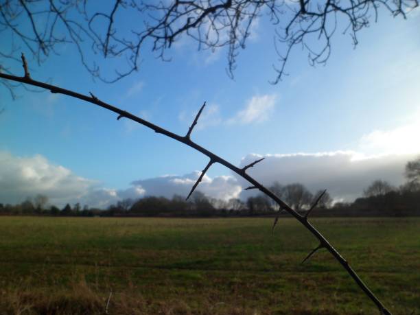 istock Thorny Twig With Rural Background 813915238