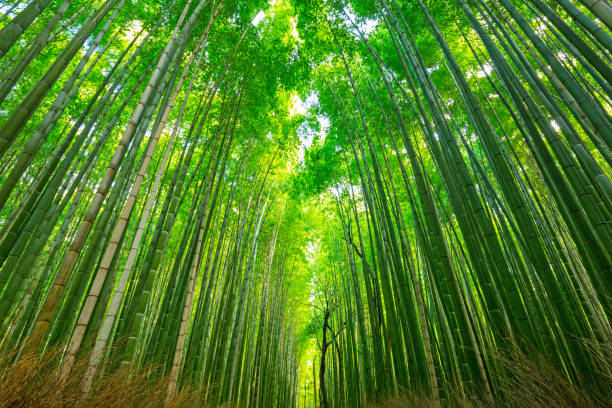 istock Arashiyama bamboo forest in Kyoto 813919334