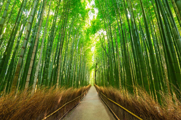 istock Arashiyama bamboo forest in Kyoto 813919428