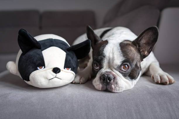 istock French bulldog lying with his teddy 813920072