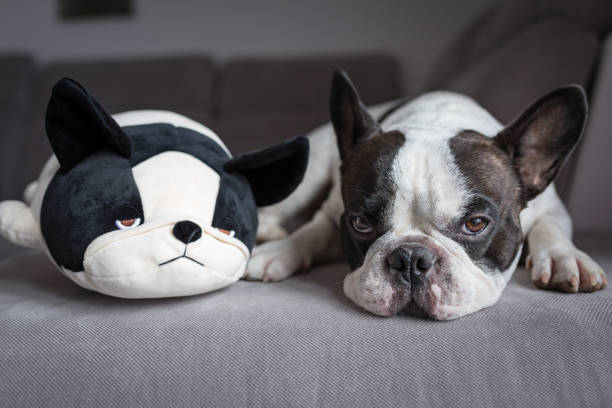 istock French bulldog lying with his teddy 813920078