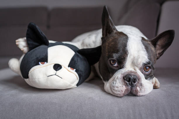 istock French bulldog lying with his teddy 813920114