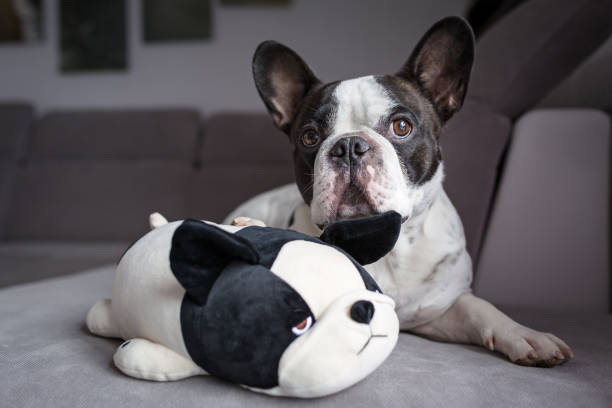 istock French bulldog lying with his teddy 813920140