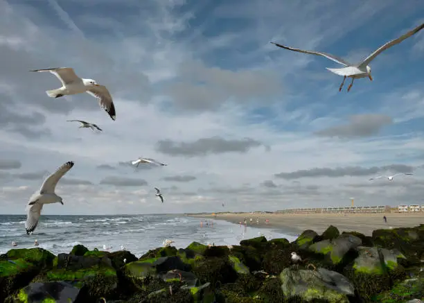 overlooking north sea from pier - flying sea gulls above sea