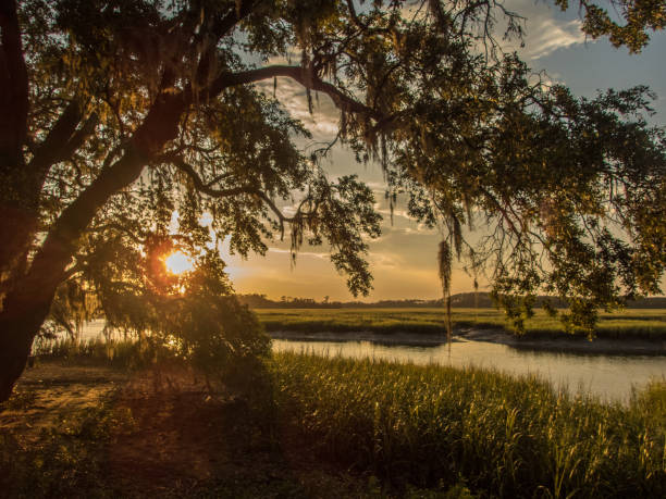 herrlichen sonnenuntergang am südlichen marsh - moss spanish moss stock-fotos und bilder