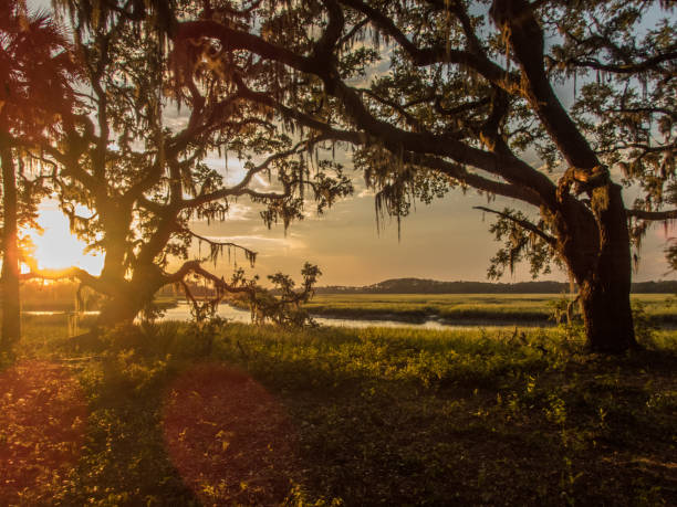 Gorgeous sunset on southern marsh with two trees Gorgeous sunset on southern marsh with two trees marsh stock pictures, royalty-free photos & images