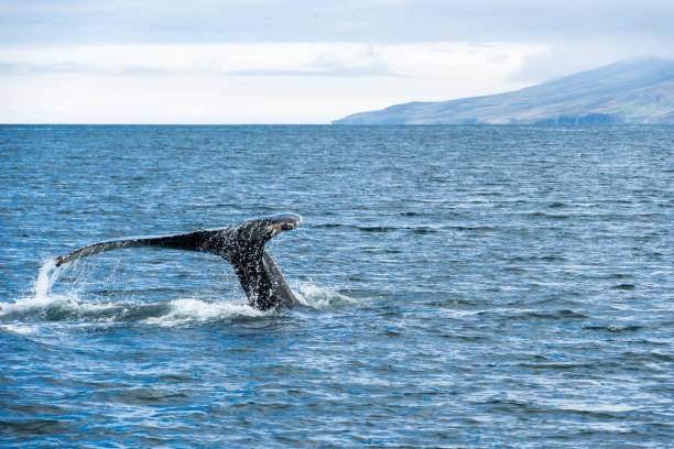 Humpback Whale Feeding in Eyjafjordur Humpback whales are the most common whale around Iceland iceland whale stock pictures, royalty-free photos & images