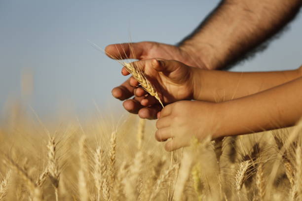 agricoltore con suo figlio che controlla il raccolto di grano - farmer farm family son foto e immagini stock