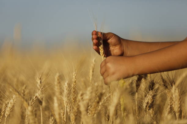 istock In the field of wheat 813930800