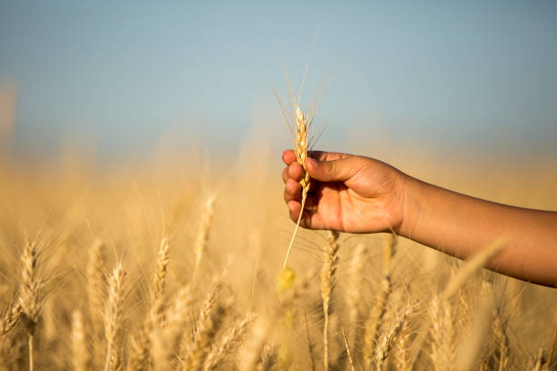 istock In the field of wheat 813930808