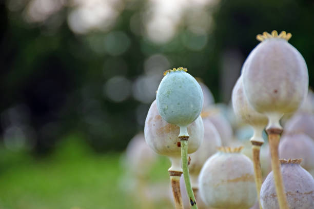 Poppy seed heads pastel colors