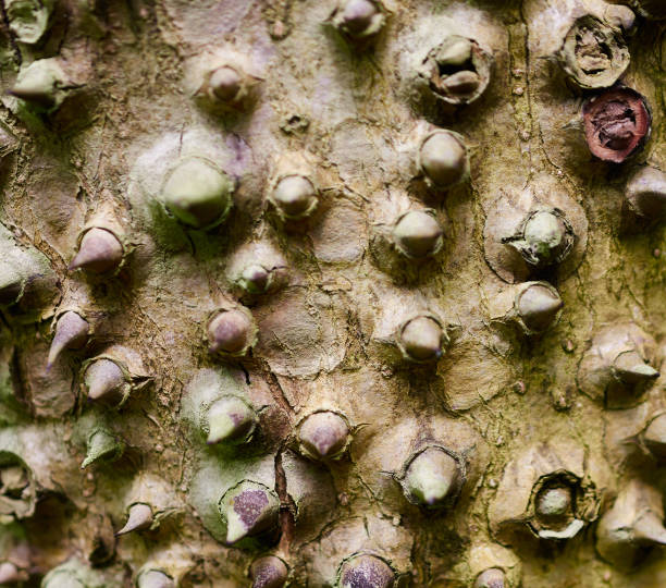 Bark background of Hura crepitans tree close up. stock photo