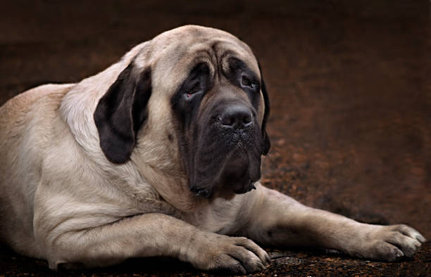 englischer mastiff-porträt - englische kultur stock-fotos und bilder