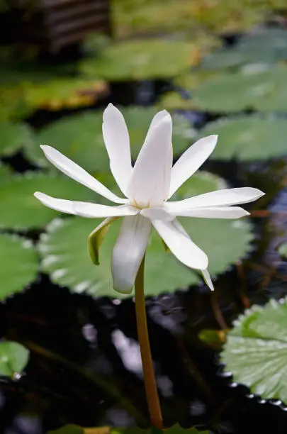 Flower of white water lily close up.