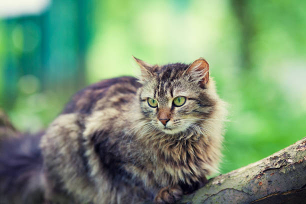 Siberian cat relaxing outdoors on the wooden log