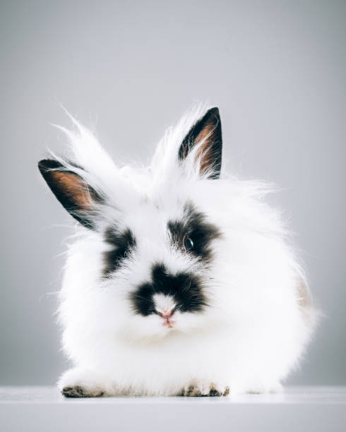 coelho - dwarf lop eared rabbit pets rabbit isolated - fotografias e filmes do acervo