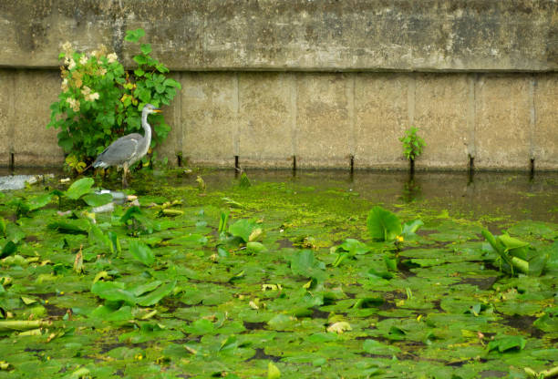 istock Heron on the River Foss 813940872