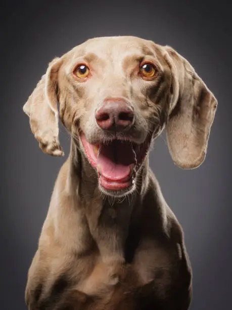 A close-up of a purebred Weimaraner dog looking directly at the camera.
