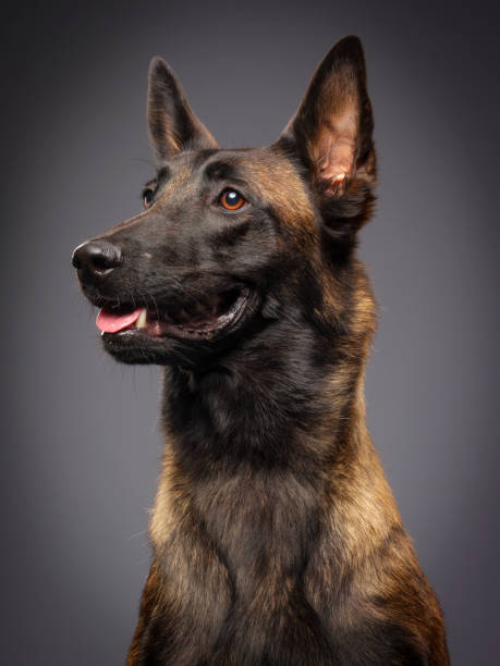 cane malinois belga di razza - belgian shepherd foto e immagini stock