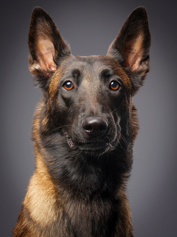 A close-up of a purebred Belgian Malinois dog.