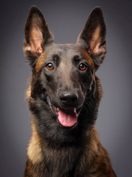 istock Purebred Belgian Malinois Dog 813953336