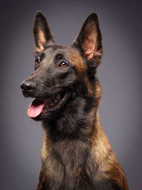 istock Purebred Belgian Malinois Dog 813954558