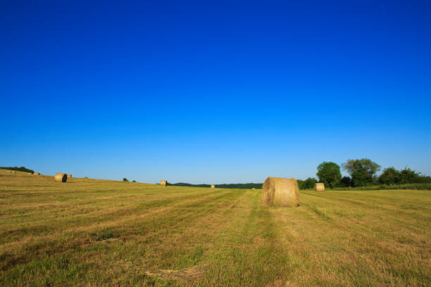 istock Hay bales in the suni day 813957820