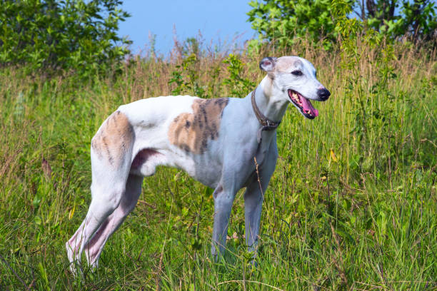 istock English greyhound on a green meadow 813962600