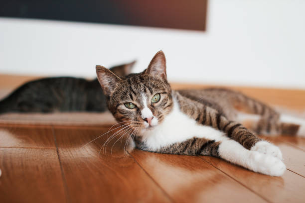 istock Cute little cat with green eyes 813962652