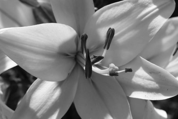 istock Black and white photo of white lily 813965220