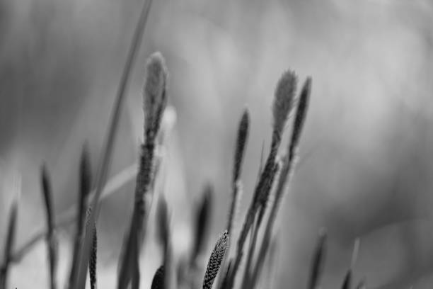 istock Black and white photos of grass shoots on a blurred background 813965252