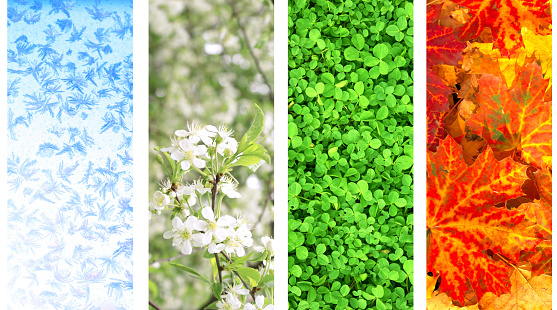 Four seasons of year. Vertical nature banners with winter, spring, summer and autumn scenes