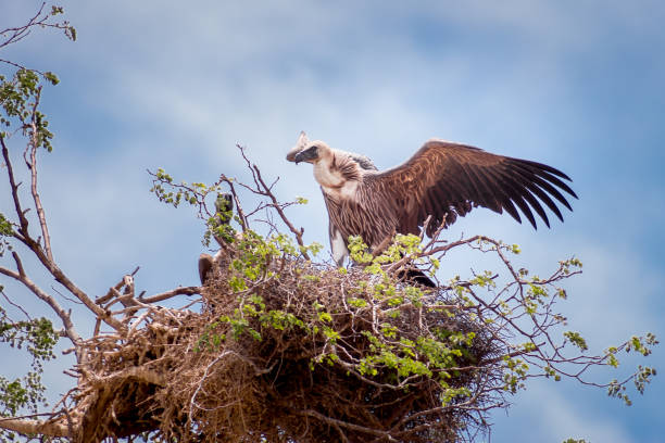 istock Cape Vulture (Gyps Coprotheres) stretching it’s wings whilst perching on a nest in a tree during the day, Kruger National Park, South Africa 813968194