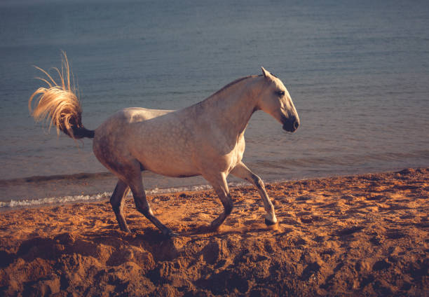 istock White horse runs on the beach on the sea background 813972420